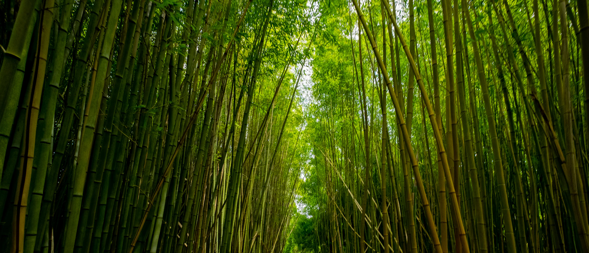 A path through a tall bamboo forest